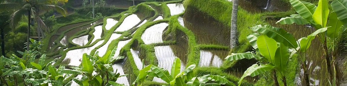 تور بالی تابستان